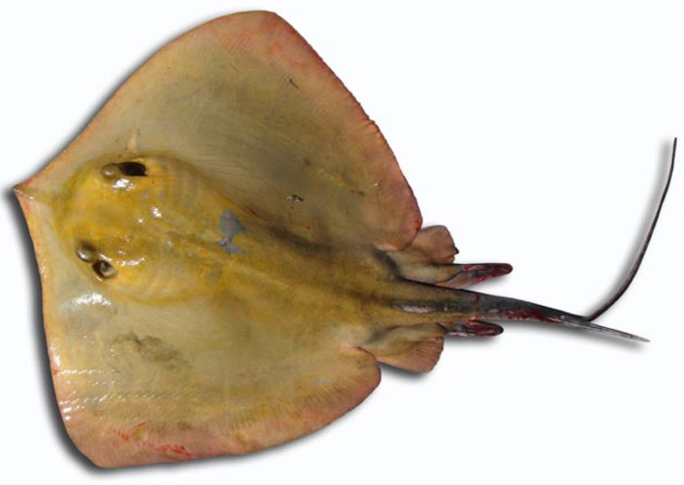 Dasyatis pastinaca014.jpg
